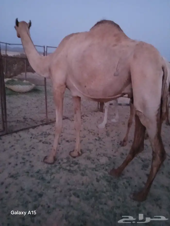 ناقه سودانيه 3