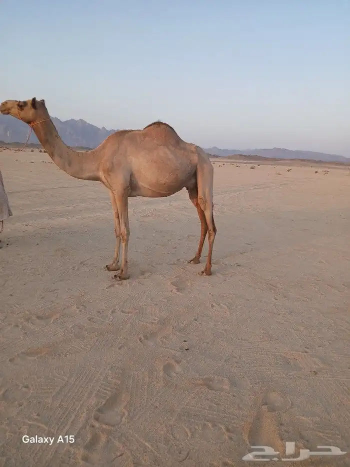 ناقه سودانيه 0