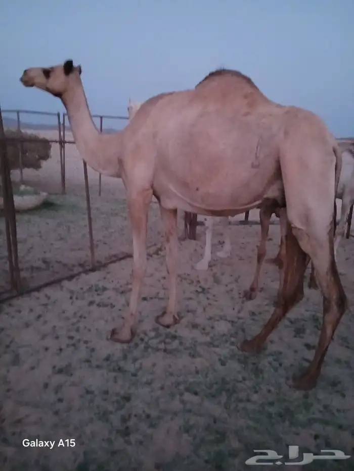 ناقه سودانيه 2