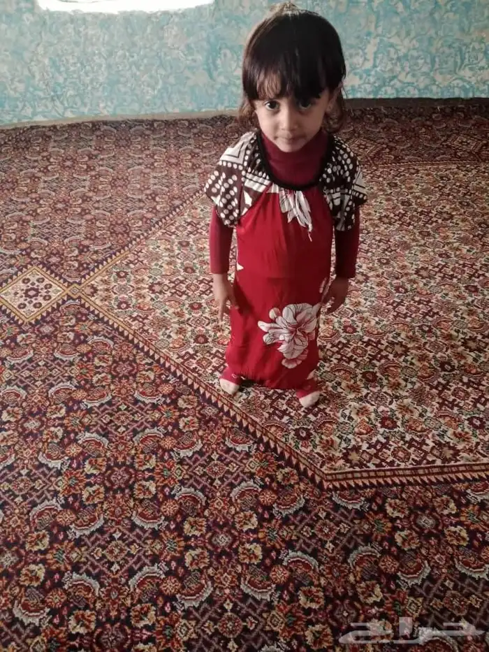 شبوك ونخيل وزيتون 6