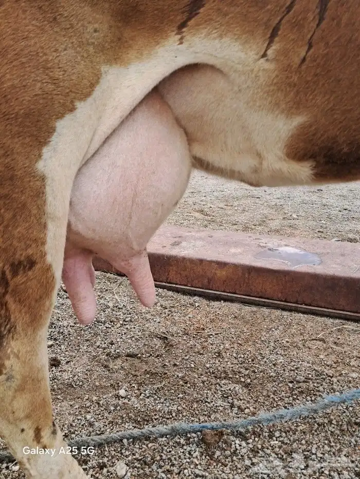 بقر للبيع جرسية و عربية وحسيلة عمرها 10 شهور 3