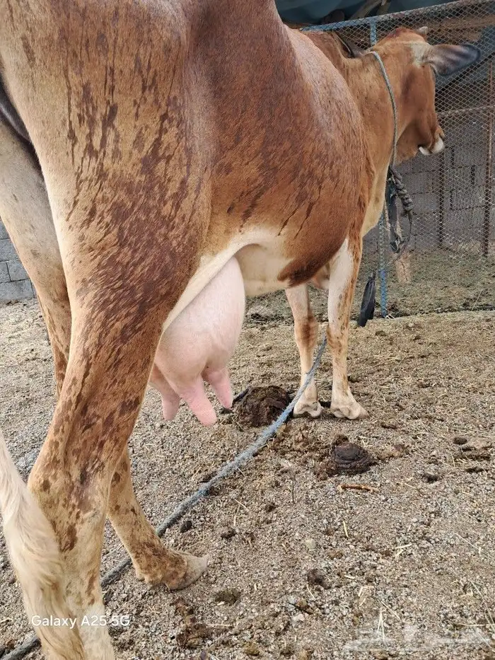 بقر للبيع جرسية و عربية وحسيلة عمرها 10 شهور 4