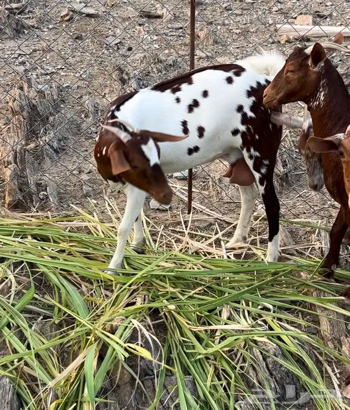 غنم دهم صنف محايليات 10