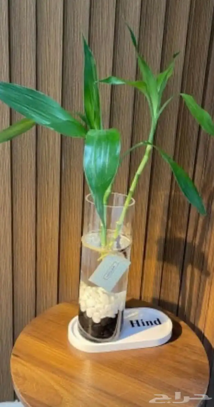 باقات بأسعار حلوه 6