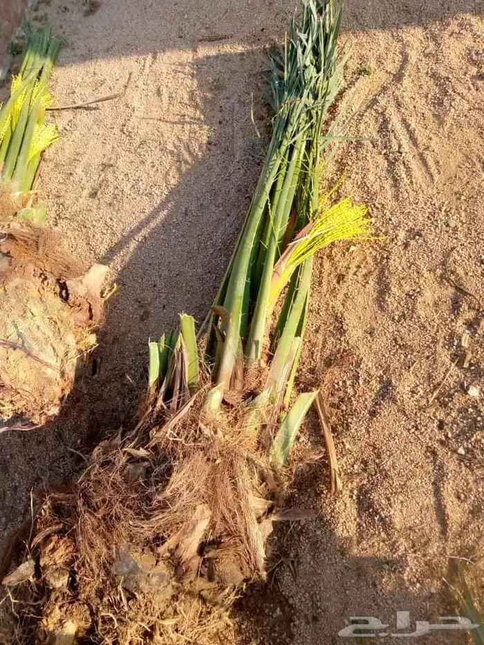 نخل للبيع وتركيب الشبوك القصيم 8