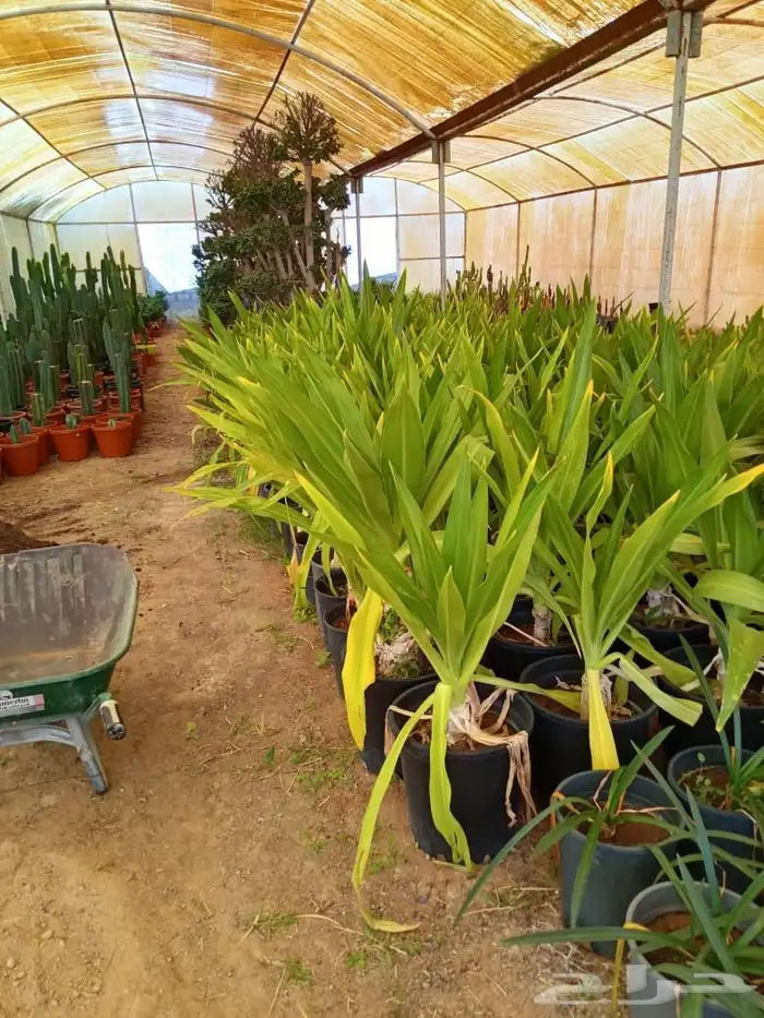 تنسق حدائق وشبكه الرأي 0