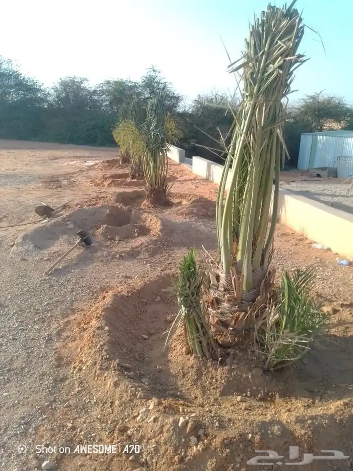 تريد جميع انواع النخيل من متر الى 6 م 9