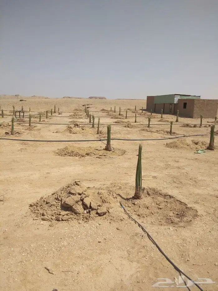 نخيل مثمر نخل فروخ جثايث نقايل اخلاص سكري صقعي مجدولي واشنطن 2