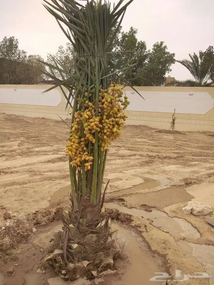 نخيل مثمر نخل فروخ جثايث نقايل اخلاص سكري صقعي مجدولي واشنطن 1