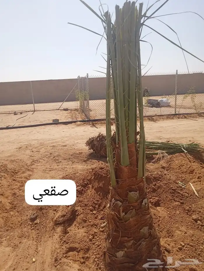 نخل للبيع 1