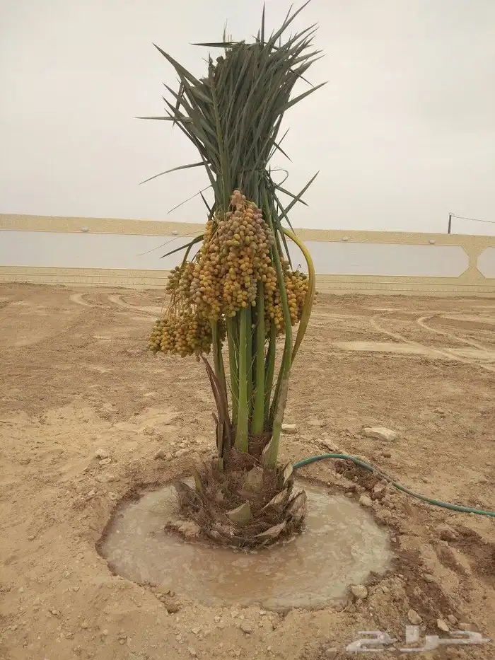 نخيل مثمر نخل فروخ جثايث نقايل اخلاص سكري صقعي مجدولي واشنطن 3