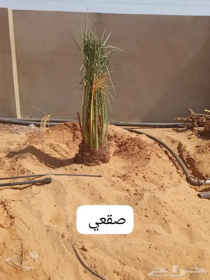 نخل للبيع 0