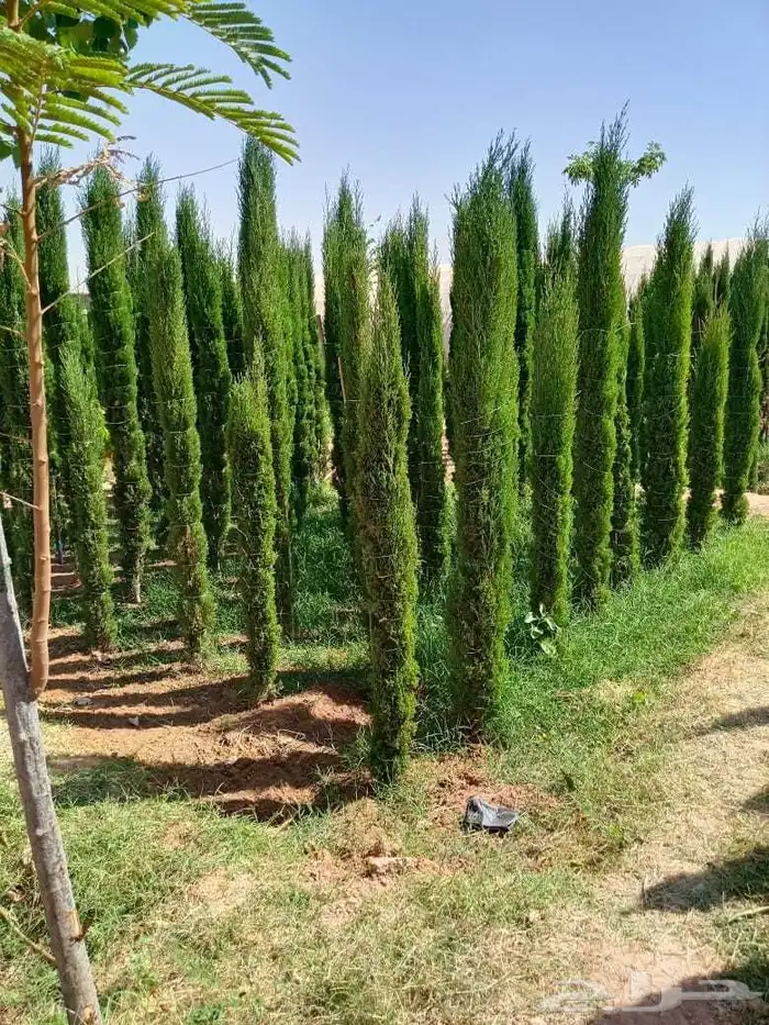 تنسق حدائق وشبكه الرأي 2