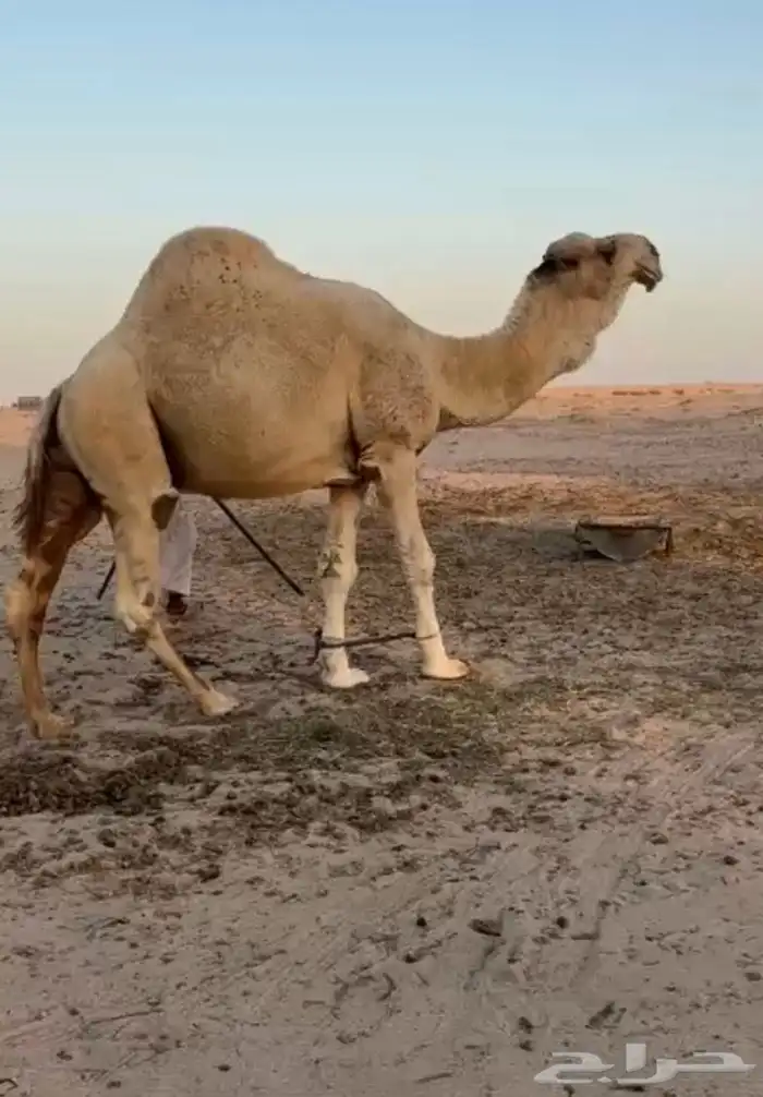 فحل اوضح ككفو وطيب ومنتج للبيع 6