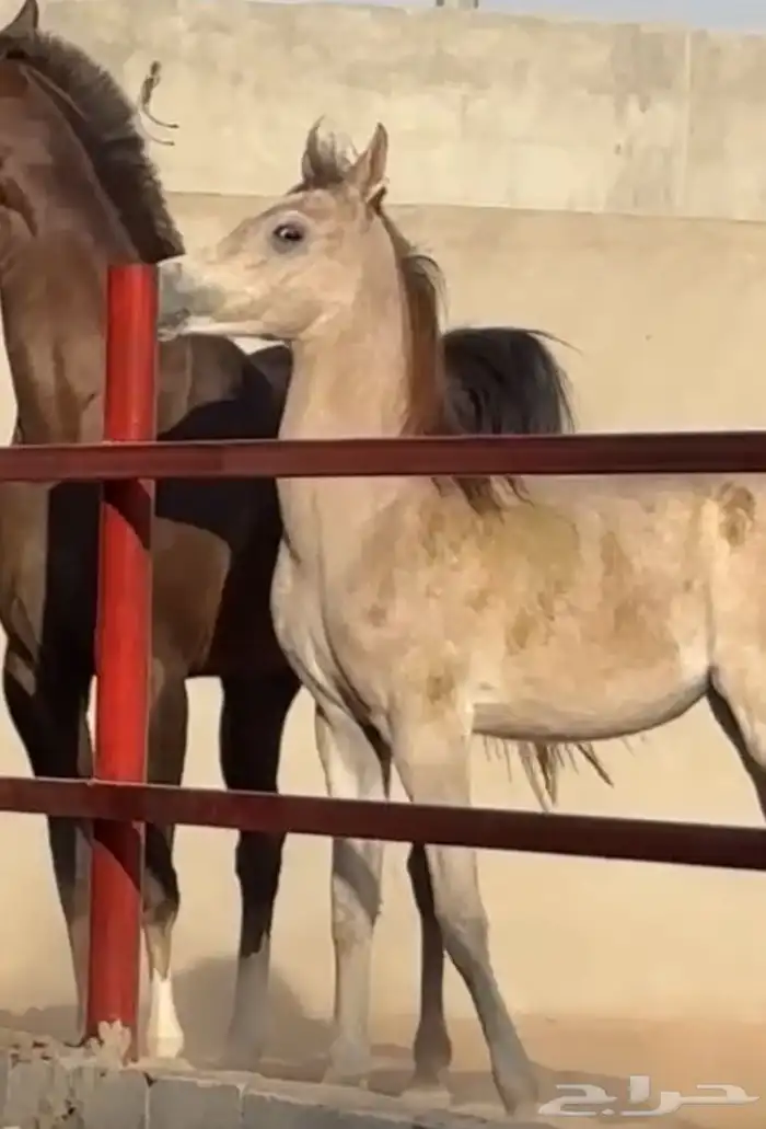 مهر ابيض للبيع 2