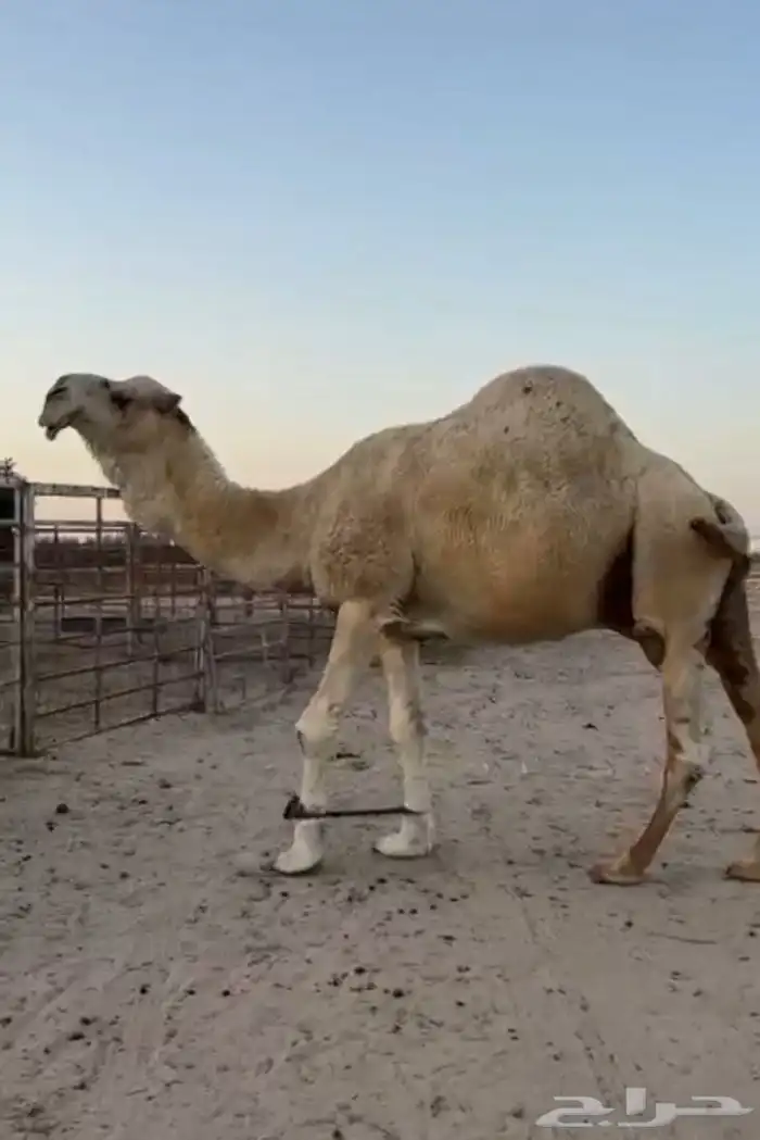 فحل اوضح ككفو وطيب ومنتج للبيع 4