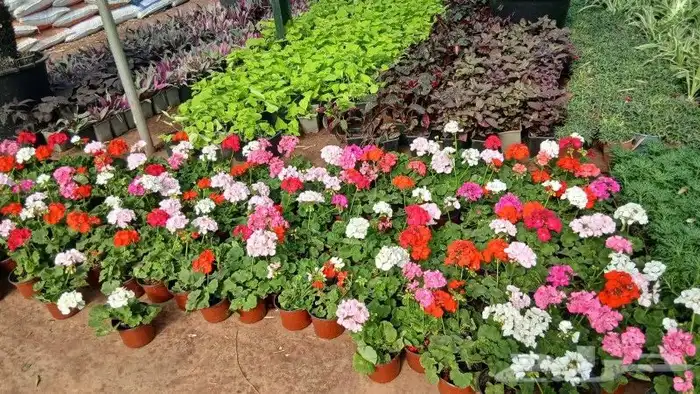 يوجد جميع انواع الاشجار والنباتات يوجد تيل طبيعي 7