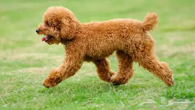 للبيع جراوي توي بودل مستويات فاخرة ريد اهالي مستوردين index