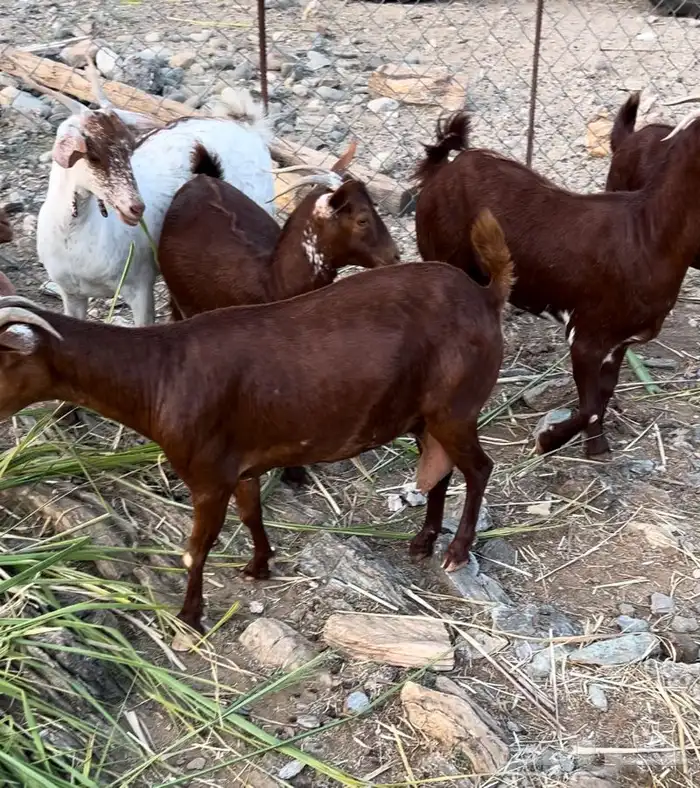 غنم دهم صنف محايليات 7