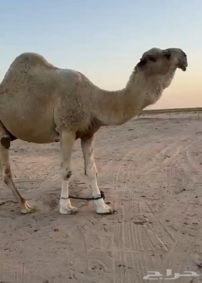 فحل اوضح ككفو وطيب ومنتج للبيع 3