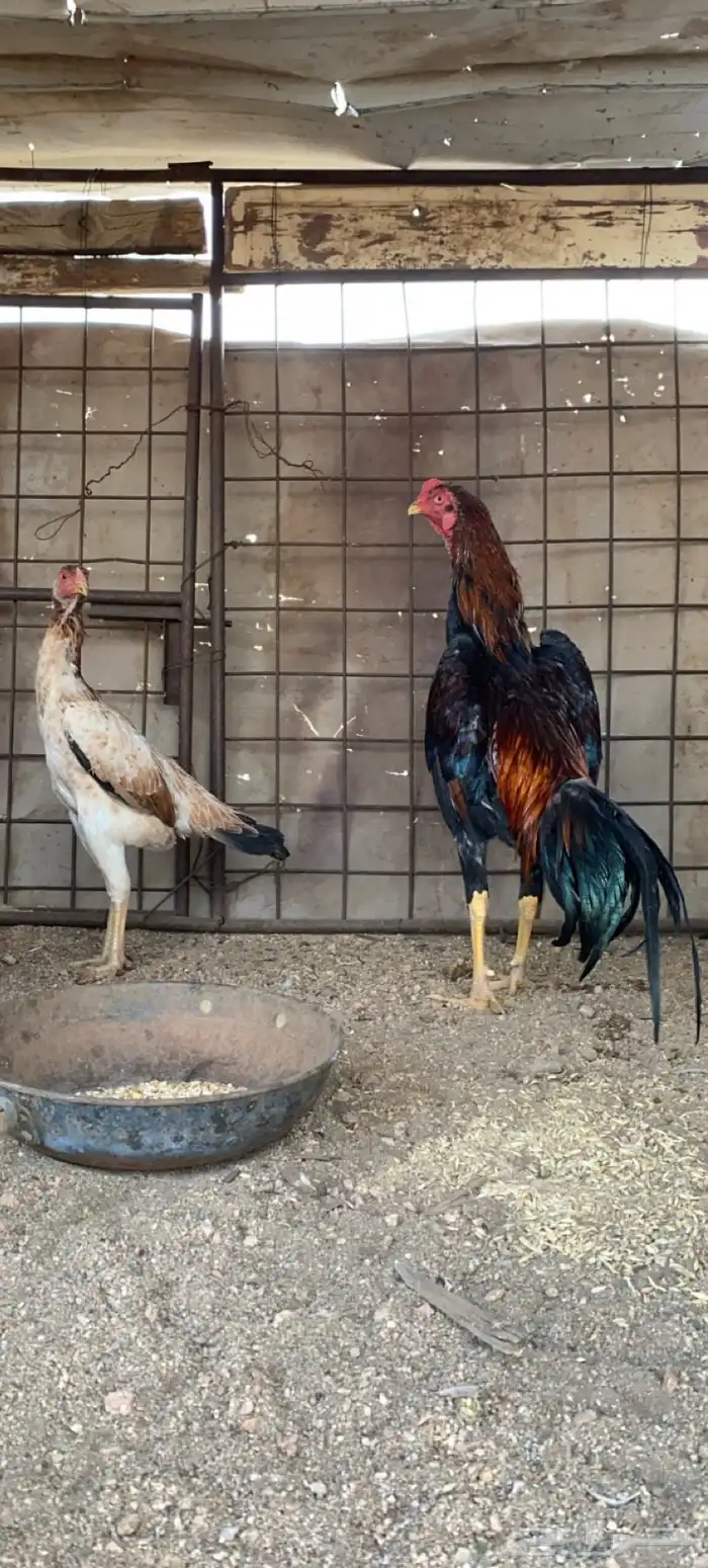 دجاجه وديك شامو 8