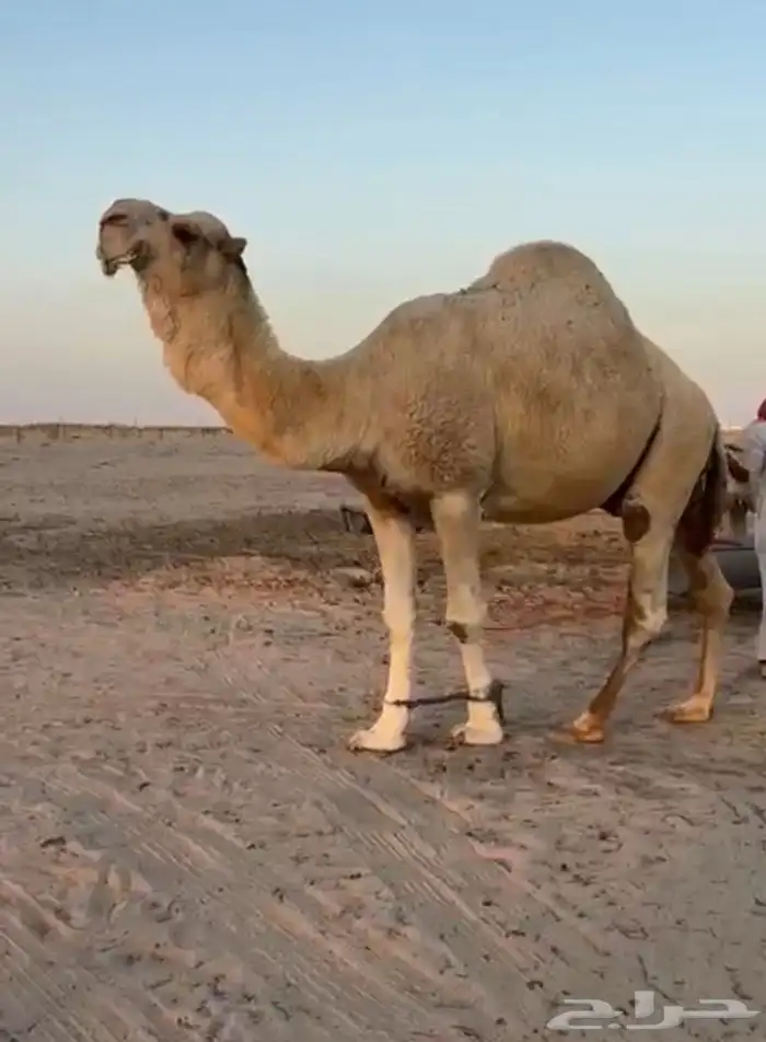 فحل اوضح ككفو وطيب ومنتج للبيع 0