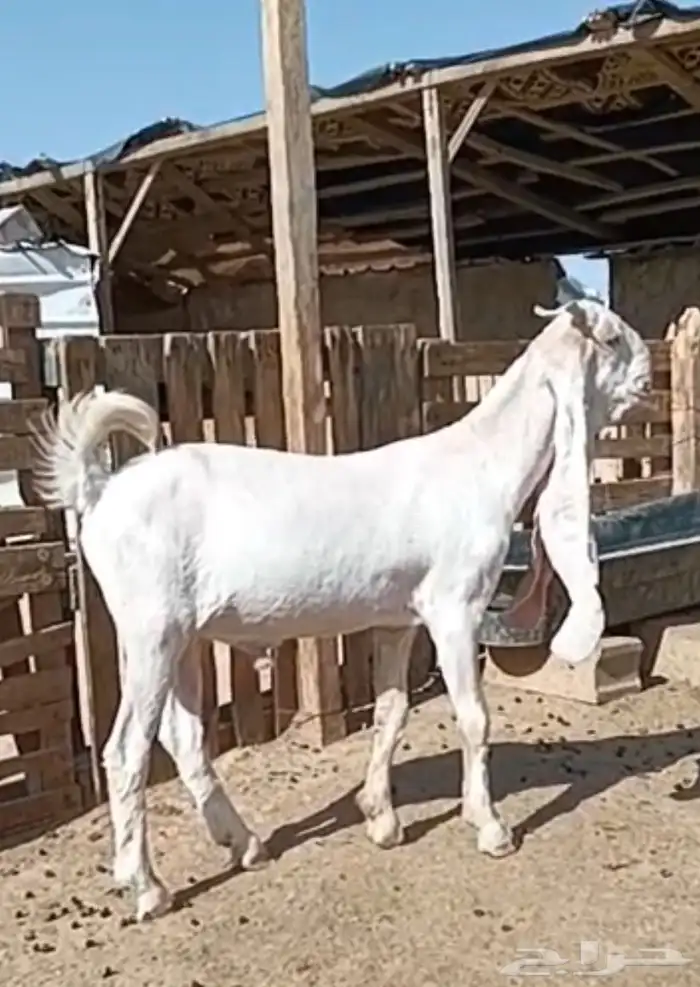 تيس فل الفل 0