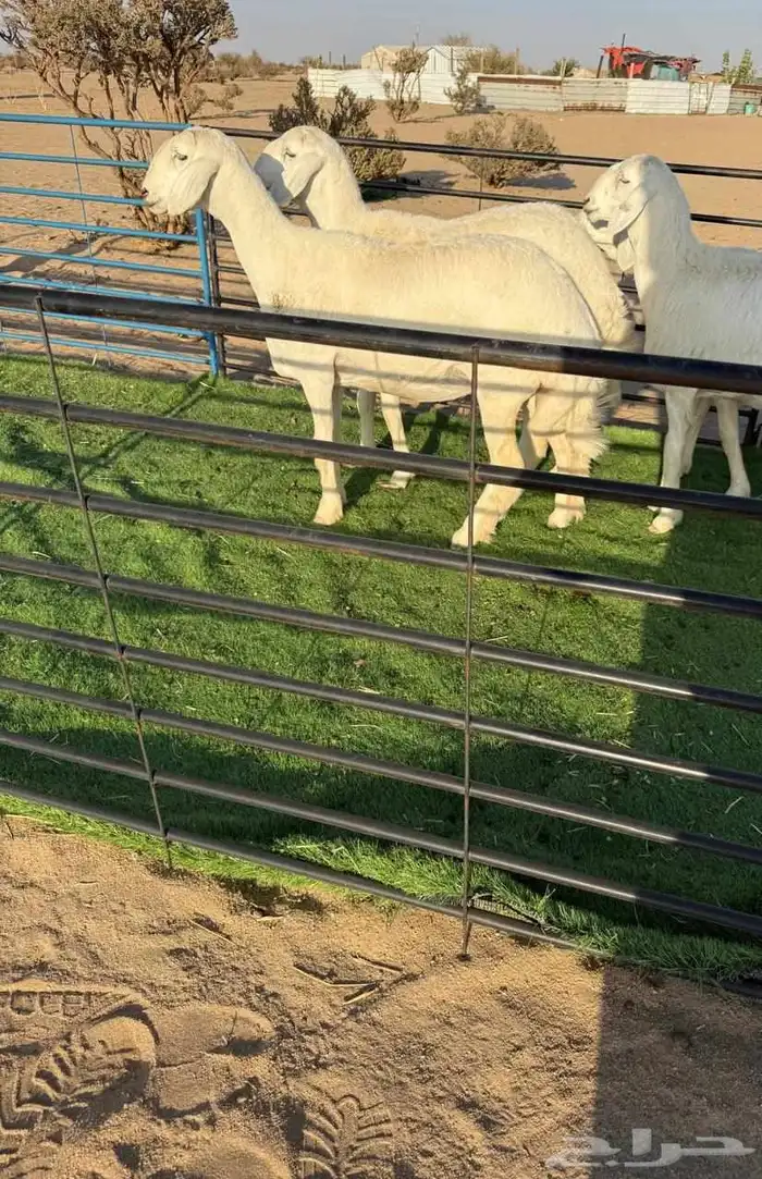 رخال حريات صنف الصنف لاخل النظر 2