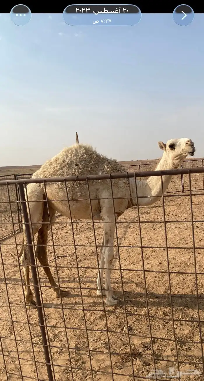 عشرا شقحا منتج 5