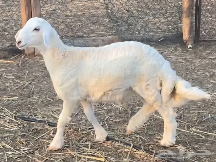 خروف حري كفو 4