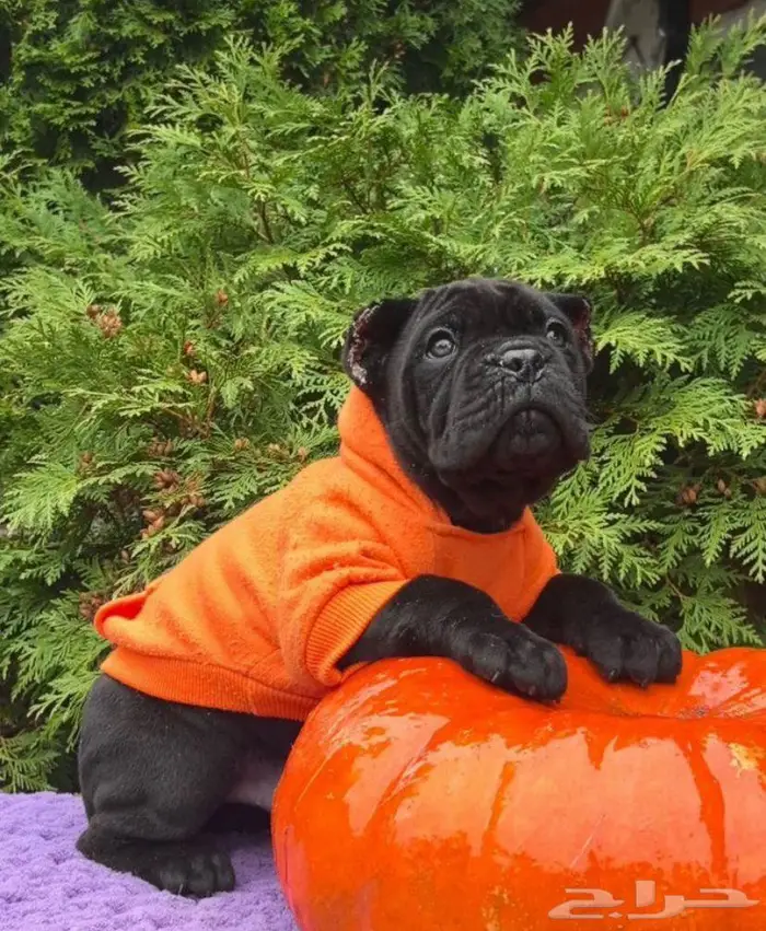 جرو كين كورسو وسيم جدا جدا 2