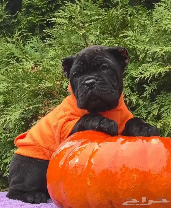 جرو كين كورسو وسيم جدا جدا 8