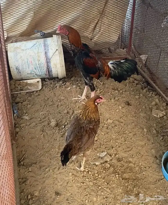 ديك شامو علي باكستاني 1