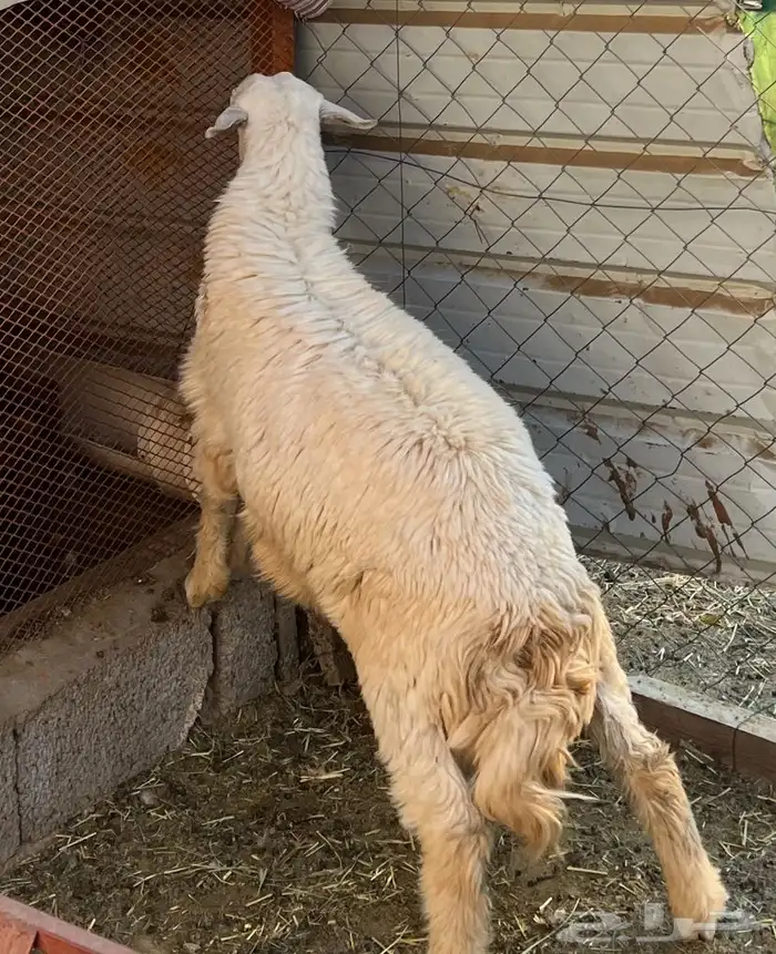 بسم الله مشاء الله خروف جذع للبيع 0