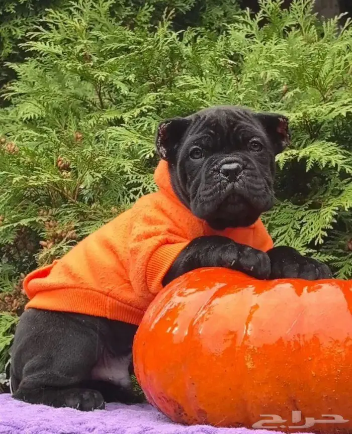 جرو كين كورسو وسيم جدا جدا 0