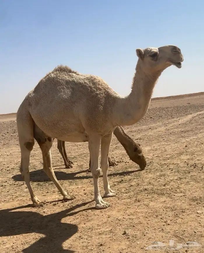 عشرا شقحا منتج 0