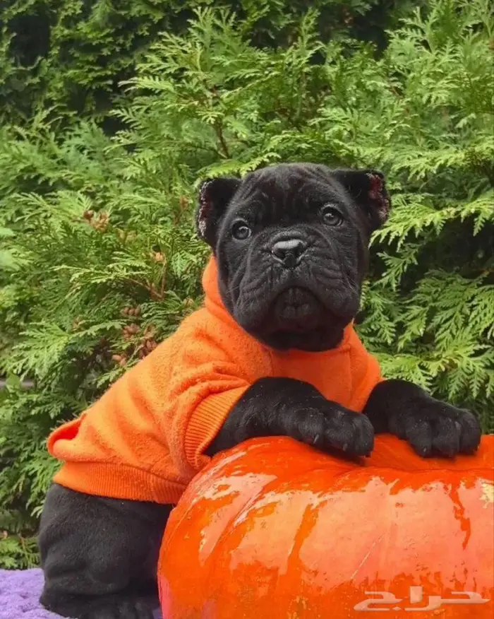 جرو كين كورسو وسيم جدا جدا 5