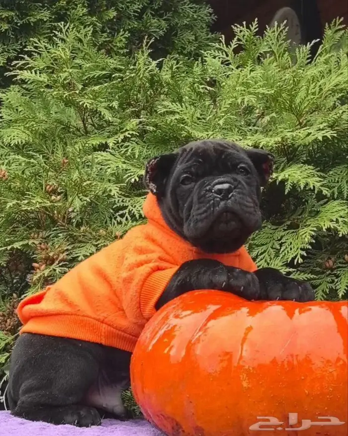 جرو كين كورسو وسيم جدا جدا 1