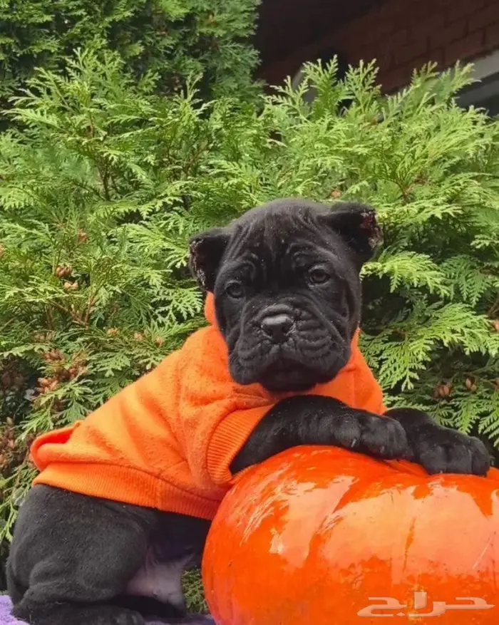 جرو كين كورسو وسيم جدا جدا 7