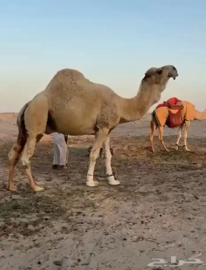 فحل اوضح ككفو وطيب ومنتج للبيع 5