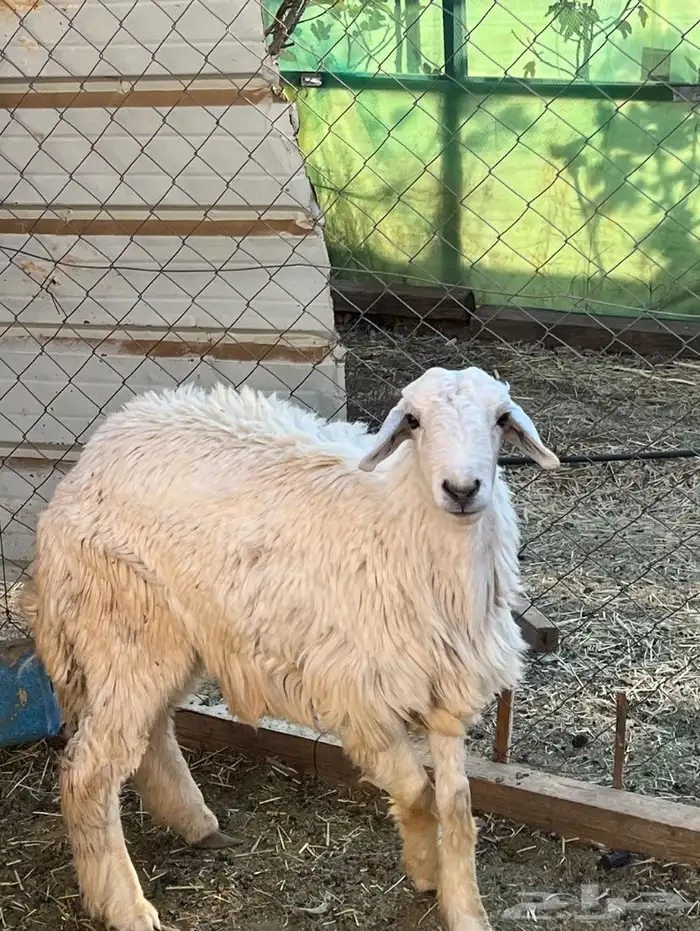 بسم الله مشاء الله خروف جذع للبيع 1