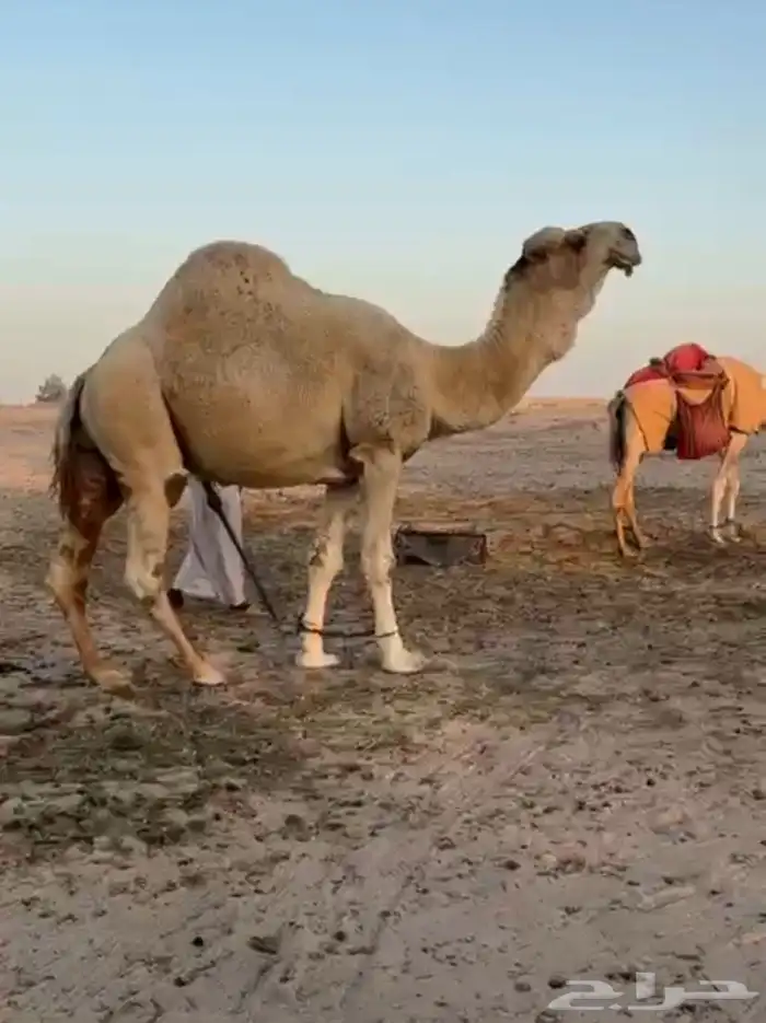 فحل اوضح ككفو وطيب ومنتج للبيع 7