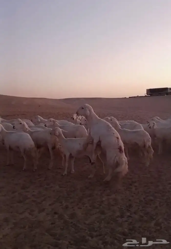 خروف حري رباع حار ف القريع 0