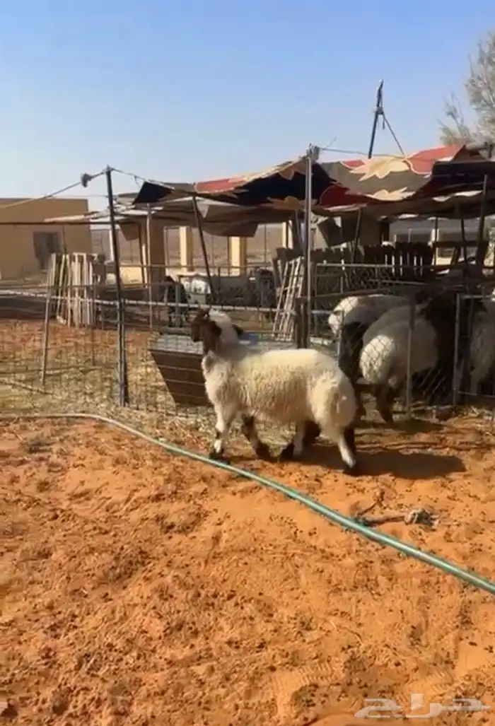 هرفي لباني 3شهور 1