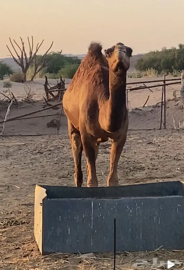 جمل للبيع 2