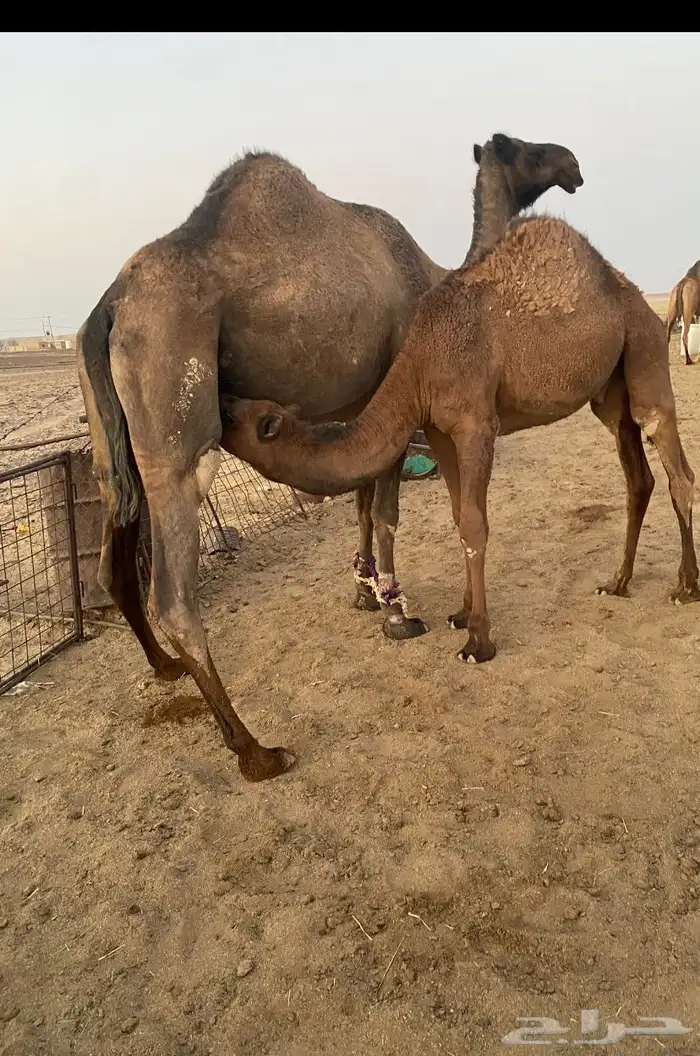 حاشي بري لباني على حليب أمه 2