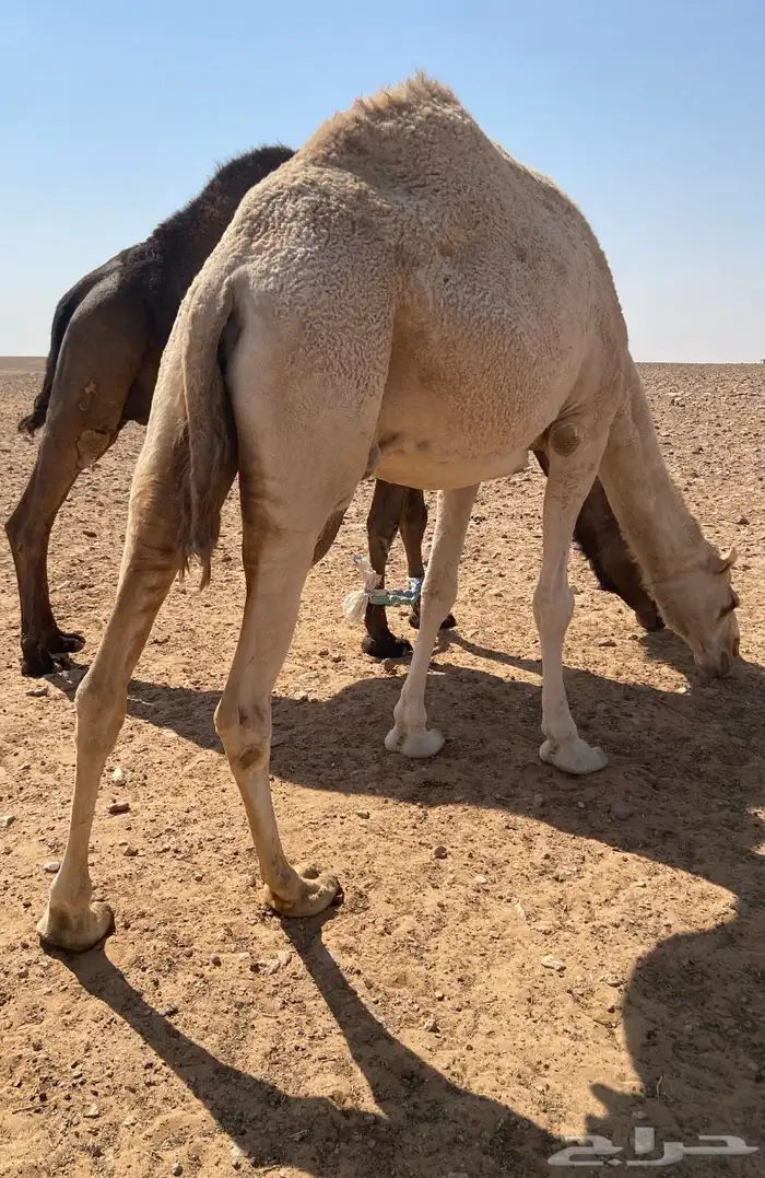 عشرا شقحا منتج 2