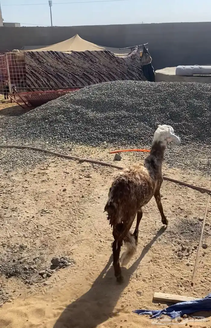 طلي سواكني 0