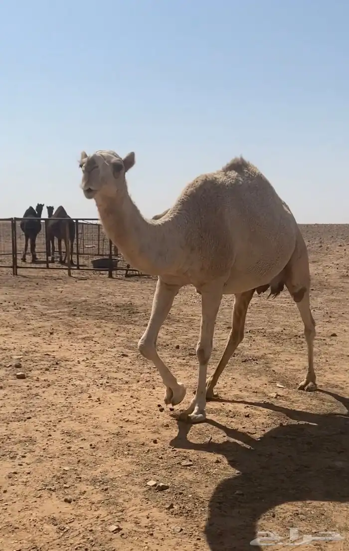 عشرا شقحا منتج 1