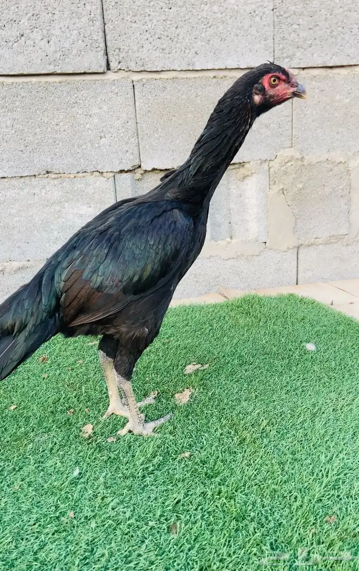 دجاجه سندي نسل عم غبشان 3